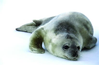 青島海豹明星全國(guó)征婚 吃營(yíng)養(yǎng)魚丸補(bǔ)身體