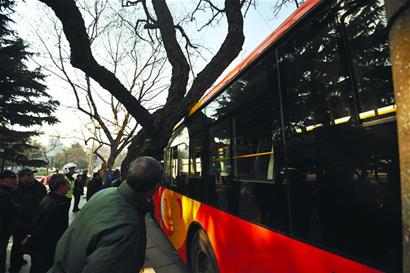 歪脖樹，快把公交“吐”出來！