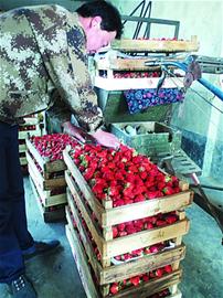 青島草莓進(jìn)京身價漲一倍