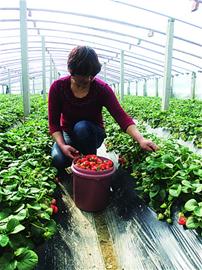 青島草莓進(jìn)京身價漲一倍