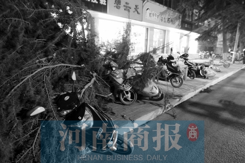 樹(shù)被大風(fēng)吹倒，砸了路邊的車