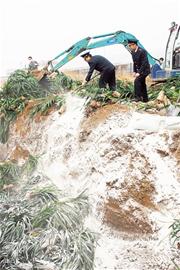 5000株韓進(jìn)口蘭花病菌感染 檢疫局集中銷(xiāo)毀 5000株韓進(jìn)口蘭花病菌感染 檢疫局集中銷(xiāo)毀