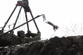 3月16日，浙江省嘉興市新豐鎮(zhèn)鎮(zhèn)北村，一頭死豬“飛”往河邊的填埋大坑。漁民說(shuō)，該坑已經(jīng)埋了大量死豬。