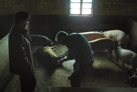 3月15日，新豐鎮(zhèn)竹林村，死豬回收人員來(lái)到養(yǎng)豬戶(hù)家里，卻發(fā)現(xiàn)豬尚存一絲氣息。