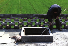 3月15日，新豐鎮(zhèn)竹林村，病死豬無(wú)害化處理池旁等待入池的死豬。