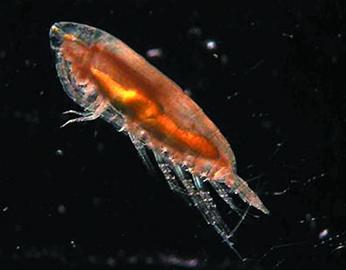 南極科考15名青島籍專(zhuān)家返青 創(chuàng)造歷史