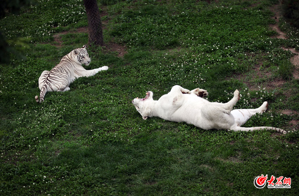 西霞口神雕山野生動(dòng)物自然保護(hù)區(qū)位于威海的榮成市成山鎮(zhèn)西霞口村東北處，臨海兀立，山勢(shì)陡峭?？偼顿Y已超過1億元，全區(qū)占地3800畝，是全國(guó)最大的、風(fēng)格最獨(dú)特的海岸野生動(dòng)物自然保護(hù)區(qū)。