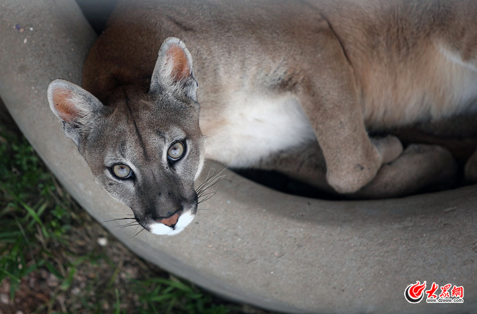 西霞口神雕山野生動(dòng)物自然保護(hù)區(qū)位于威海的榮成市成山鎮(zhèn)西霞口村東北處，臨海兀立，山勢(shì)陡峭。總投資已超過1億元，全區(qū)占地3800畝，是全國(guó)最大的、風(fēng)格最獨(dú)特的海岸野生動(dòng)物自然保護(hù)區(qū)。