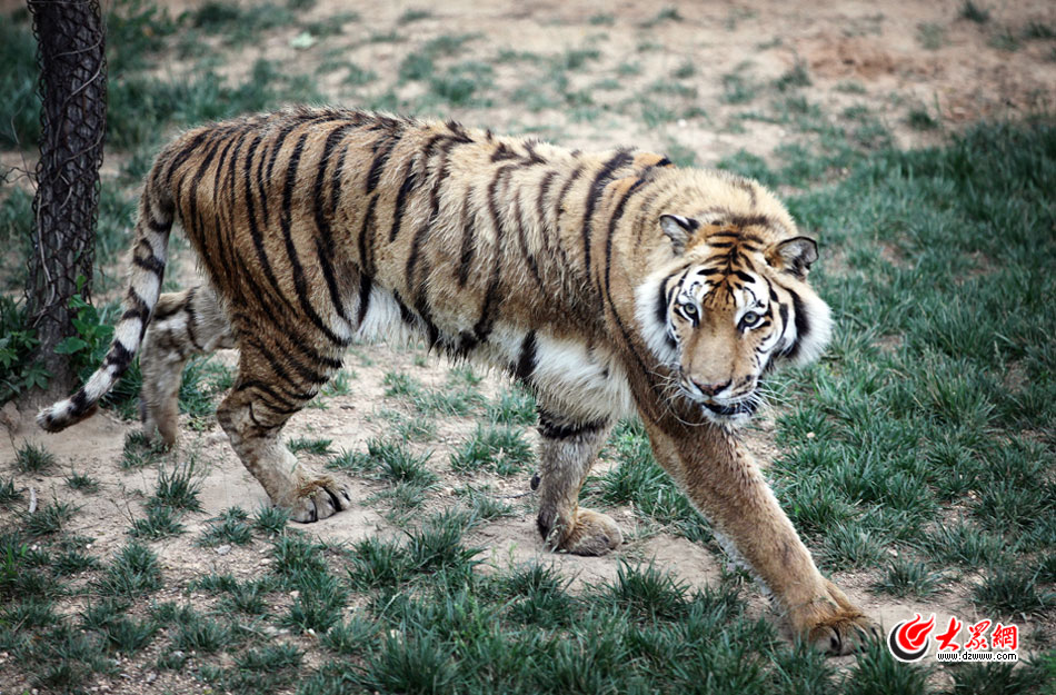西霞口神雕山野生動物自然保護區(qū)位于威海的榮成市成山鎮(zhèn)西霞口村東北處，臨海兀立，山勢陡峭?？偼顿Y已超過1億元，全區(qū)占地3800畝，是全國最大的、風格最獨特的海岸野生動物自然保護區(qū)。